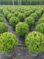Top Şimşir Buxus Sempervirens rotundifolia