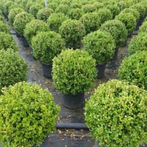 Top Şimşir Buxus Sempervirens rotundifolia
