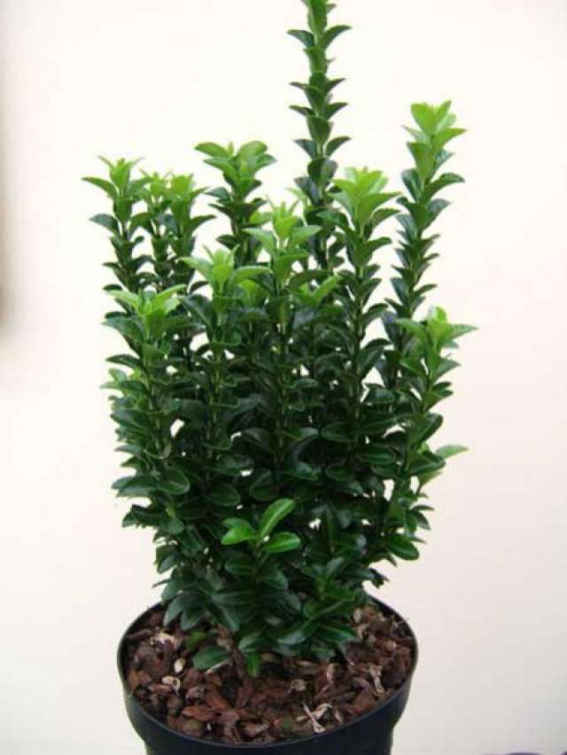 011214-0_medium Yeşil Sütun Taflan 40 CM - Görsel 1