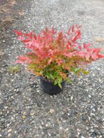 Cennet Bambusu Nandina Domestica 30 CM