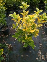 Altuni Taflan Euonymuus Japonica 40 CM