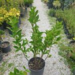 Kartopu (Parlak Yapraklı) Viburnum lucidum 50 CM