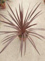 Cordyline Red Star 45 cm - Görsel 4
