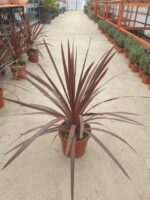 Cordyline Red Star 45 cm