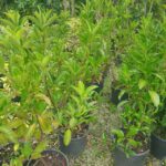 Kartopu (Parlak Yapraklı) Viburnum lucidum 50 CM - Görsel 2
