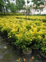 Altuni Taflan Euonymuus Japonica 40 CM - Görsel 2