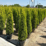 Limon servi Çamı Cupressus 150-160 CM - Görsel 2