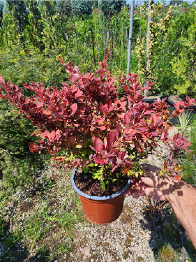 btPJ36dur08gscLiRWCHHAFcVOGKhZ94W8i9cQko_medium Kadın Tuzluğu Berberis 30 CM - Görsel 1