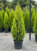 Limon servi Çamı Cupressus 150-160 CM