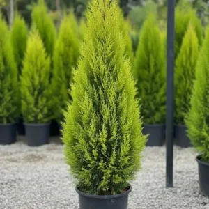 Limon servi Çamı Cupressus 150-160 CM