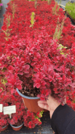 Kadın Tuzluğu Berberis 30 CM - Görsel 2