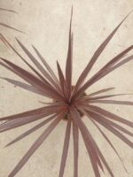 Cordyline Red Star 45 cm - Görsel 2