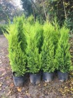 Limon servi Çamı Cupressus 150-160 CM