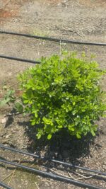 Pitosporun bitkisi 40 cm çap