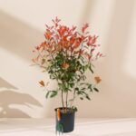 Alev Çalısı 70-80 cm boy - Görsel 2