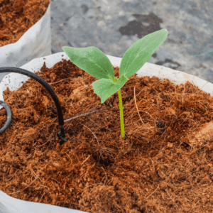 Cocopeat – Hindistan Cevizi Torfu (Kullanıma Hazır) 20 LT.