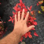 Nandina 30-40 cm firepower kırmızı sarı - Görsel 5
