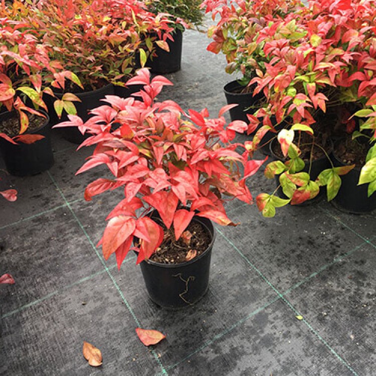 nandina-15-20-cm-cap-750x750 Nandina 30-40 cm firepower kırmızı sarı - Görsel 1
