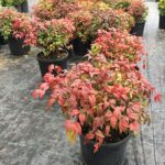 Nandina 30-40 cm firepower kırmızı sarı - Görsel 3