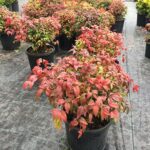 Nandina 30-40 cm firepower kırmızı sarı - Görsel 2