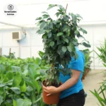 Ağlayan İncir Ağacı (Ficus Benjamin Danielle) - Görsel 2