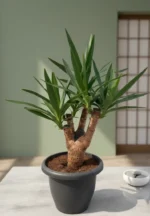 Çatallı Yuka  (Avize Çiçeği - Yucca Elephantipes)