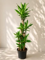 5 Gövdeli Dracena Birce (Golden Coast)