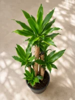 5 Gövdeli Dracena Birce (Golden Coast) - Görsel 2