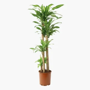 4 Gövdeli Dracena Massengena - XL (Dracena Fragrans)