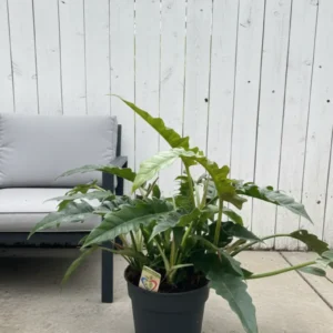 Philodendron Narrow Escape