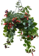 Askılı Ruj Çiçeği (Aeschynanthus)