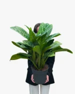 Çin Herdemyeşili (Aglaonema Christina)