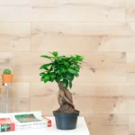 Bonsai Ağacı - Medium (Ficus Microcarpa Ginseng) - Görsel 2