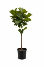 Tek Gövdeli Keman Yapraklı Kauçuk Çiçeği (Ficus Lyrata)