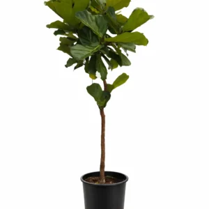 Tek Gövdeli Keman Yapraklı Kauçuk Çiçeği (Ficus Lyrata)