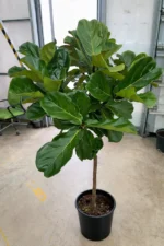Tek Gövdeli Keman Yapraklı Kauçuk Çiçeği (Ficus Lyrata) - Görsel 2