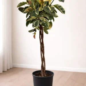 Örgülü Beyaz Alacalı Kauçuk Çiçeği 180 cm (Ficus Elastica Tineke)