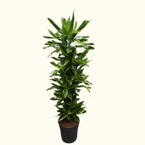 Sık Gövdeli Dracaena Cintho - XL (Dracena Fragrans)