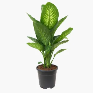 Difenbahya Large (Ağlayan Çiçek - Dieffenbachia Tropik Snow)