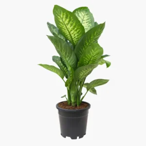 Difenbahya XL (Ağlayan Çiçek - Dieffenbachia Tropik Snow)
