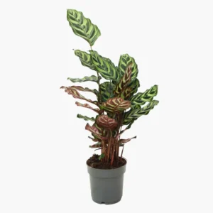 Dua Çiçeği (Kalatya - Calathea Makoyana)