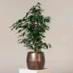 Ağlayan İncir Ağacı (Ficus Benjamin Danielle) - Görsel 4