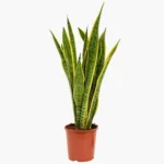 Paşa Kılıcı Çiçeği - Kılıç Çiçeği (Sansevieria Trifasciata Laurentii)