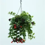 Askılı Ruj Çiçeği (Aeschynanthus) - Görsel 3