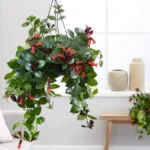 Askılı Ruj Çiçeği (Aeschynanthus) - Görsel 2