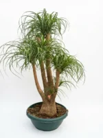 Çatallı Fil Ayağı-Nolina 90-100 cm (Beaucarnea Recurvata) - Görsel 3
