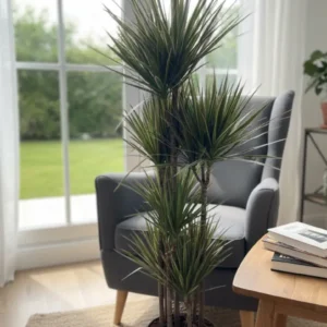 Sık Gövdeli Bicolor Büyük Madagaskar Dragon Ağacı-180 cm (Draçena - Dracena Marginata)