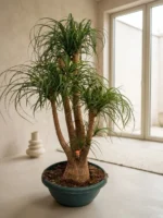 Çatallı Fil Ayağı-Nolina 90-100 cm (Beaucarnea Recurvata)
