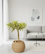 Dracaena Reflexa - (Song Of India) - Görsel 2