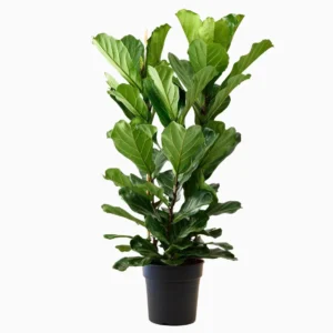 3 Gövdeli Keman Yapraklı Kauçuk Çiçeği (Ficus Lyrata)